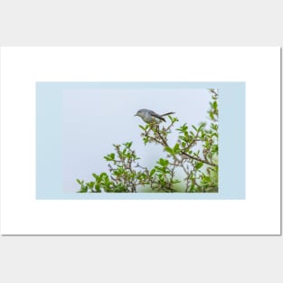 Gnatcatcher On Greenery Posters and Art